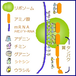 ・
